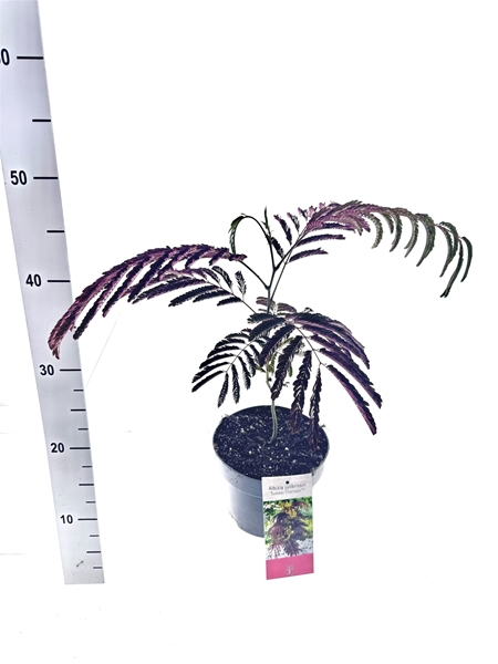 Albizia Julibrissin Summer Chocolate