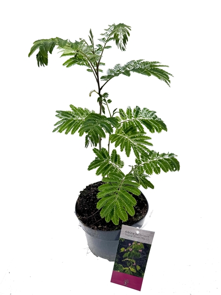 Albizia Julibrissin Tropical Dream