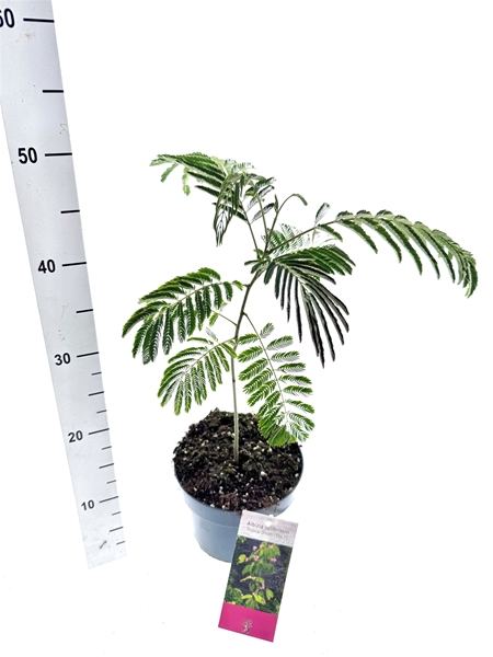 Albizia Julibrissin Tropical Dream