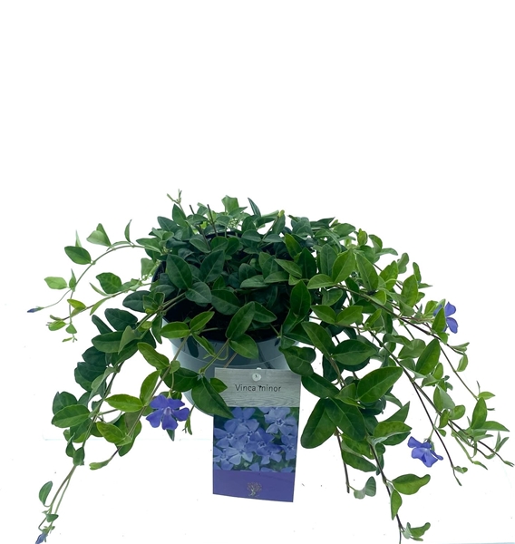 Vinca minor