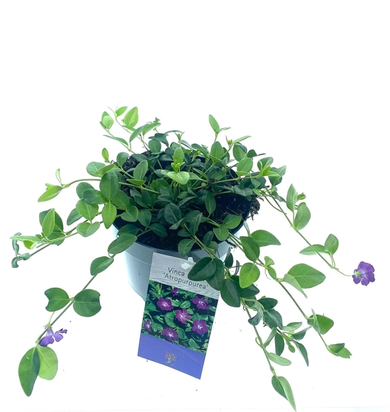 Vinca Minor Atropurpurea