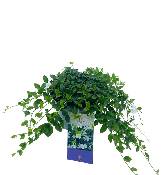 Vinca Minor Elisa