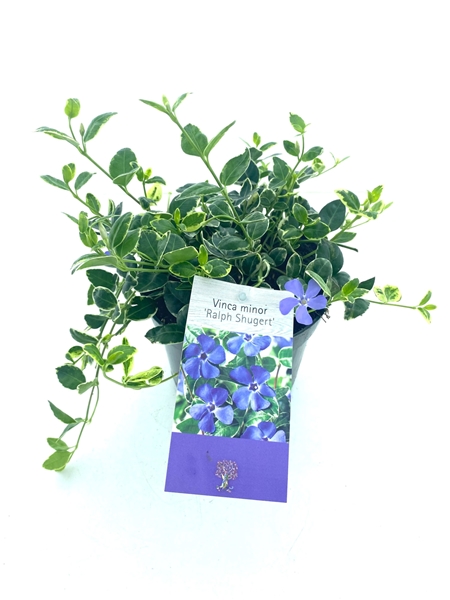 Vinca Minor Ralph Shugert
