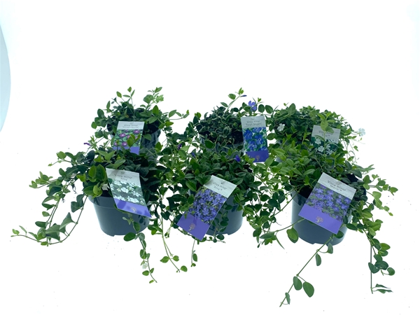 Vinca Minor Mix