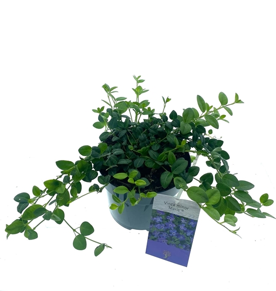 Vinca Minor Marie