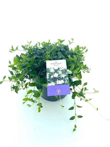 Vinca Minor Elisa