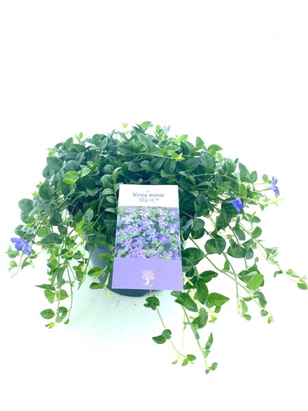 Vinca Minor Marie