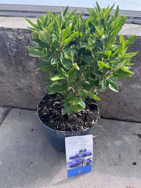 Caryopteris Grand Blue
