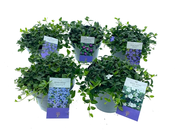 Vinca Minor Mix