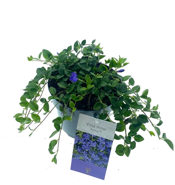 Vinca Minor Anna