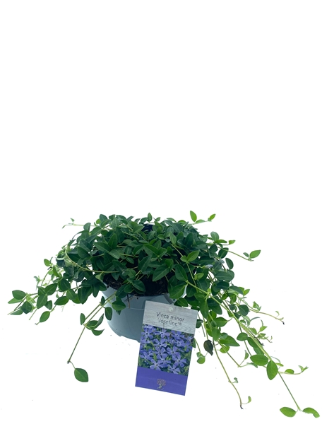 Vinca Minor Josefine