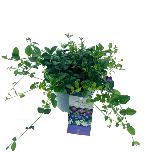 Vinca minor Tricolour