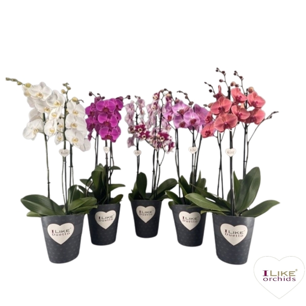 Phalaenopsis Duetto 3-t Mix 30+