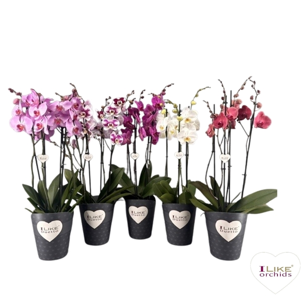 Phalaenopsis Duetto 4-t Mix 40+