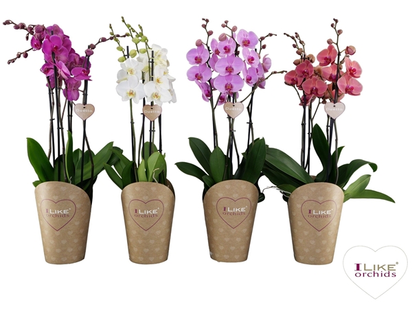 Phalaenopsis Duetto 5-t Mix 50+