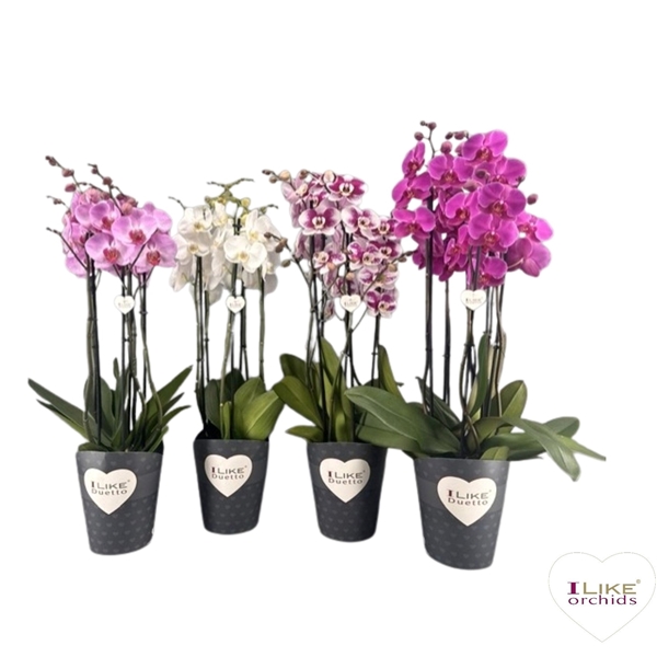 Phalaenopsis Duetto 5-t Mix 50+