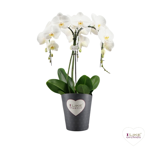 Phalaenopsis Ornamento 3-T White