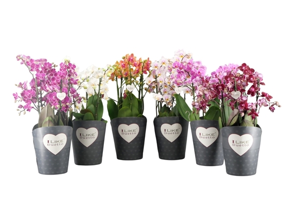 Phalaenopsis Duetto Multi 4-t Mix