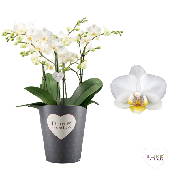 Phalaenopsis Duetto Multi 4-t Weiss