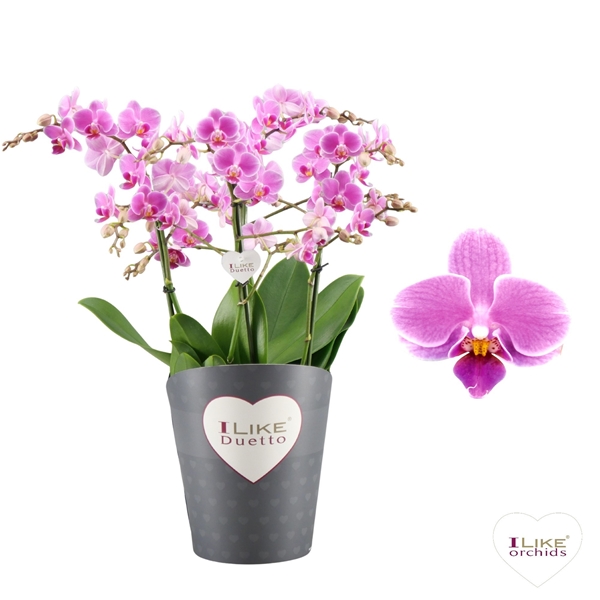 Phalaenopsis Duetto Multi 4-t Violett