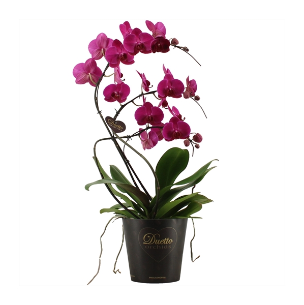 Phalaenopsis Duetto Schwan Violett