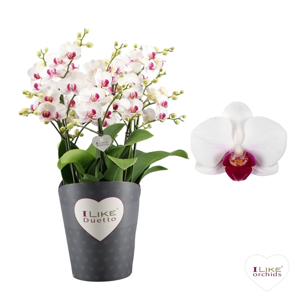 Phalaenopsus Multiflora Safe Haven 90+