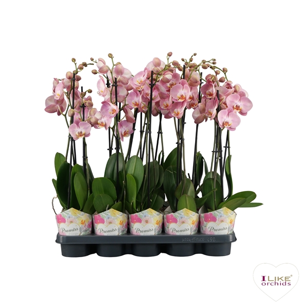 Phalaenopsis Promiss Pink 2-t