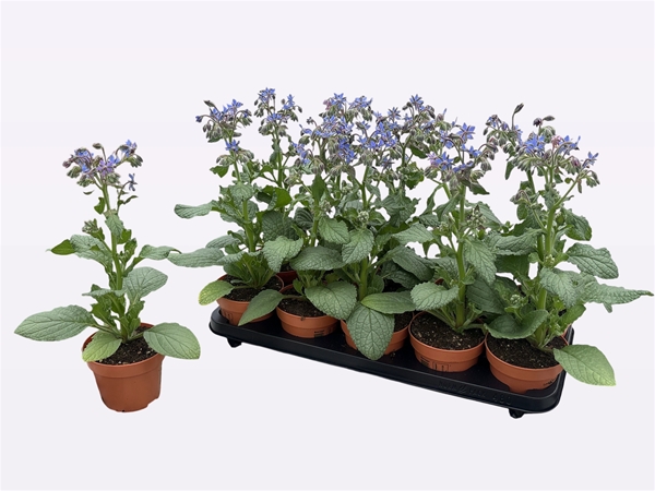 Borage Lookandtaste Essbar