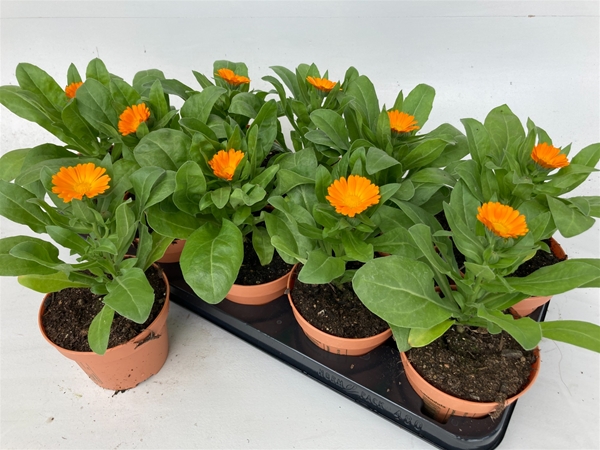 Calendula Lookandtaste Essbar
