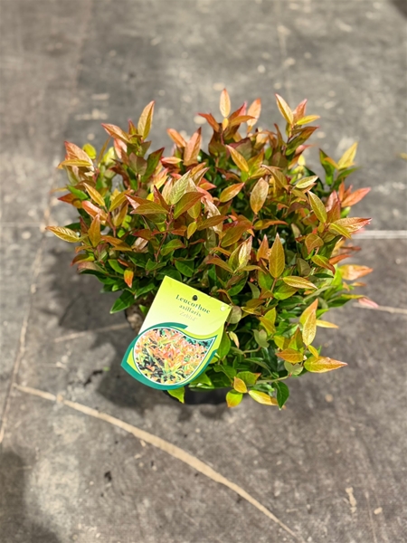 Leucothoe Zeblid