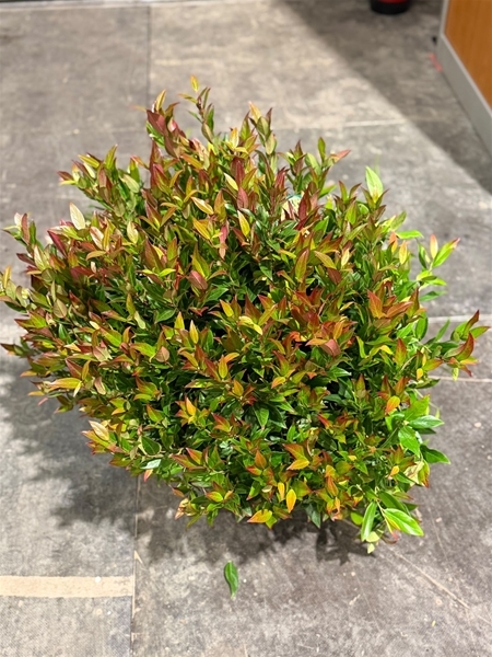 Leucothoe Zeblid