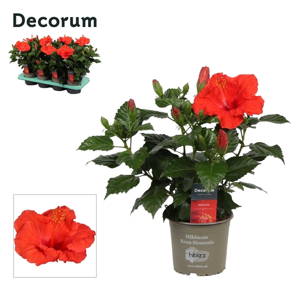 Hibiscus Sinensis Rot