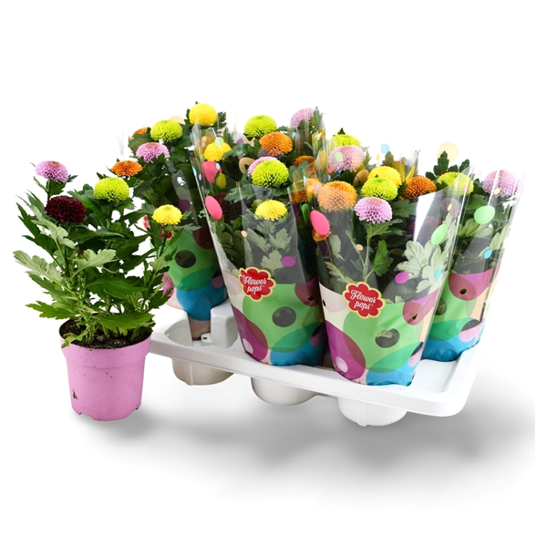 Chrysanthemum Flowerpops Carnaval