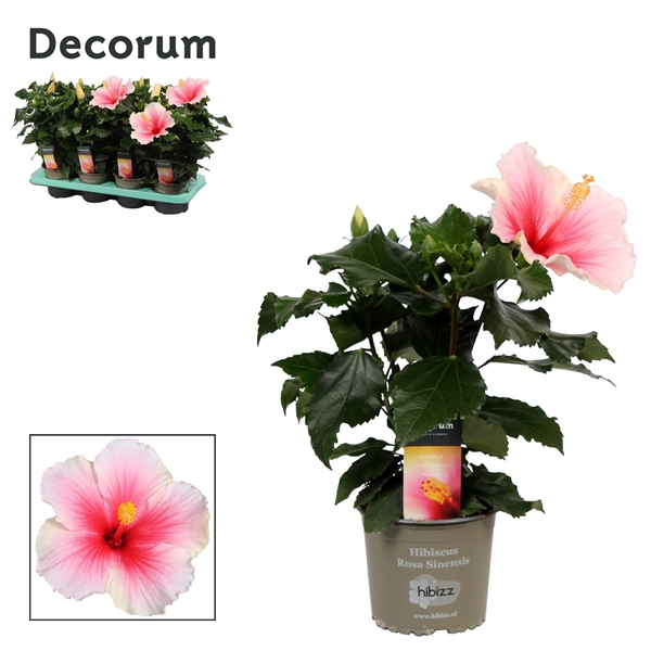 Hibiscus Sinensis Geisha Bicolor Rosa Weiss