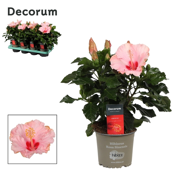 Hibiscus Sinensis Rosa