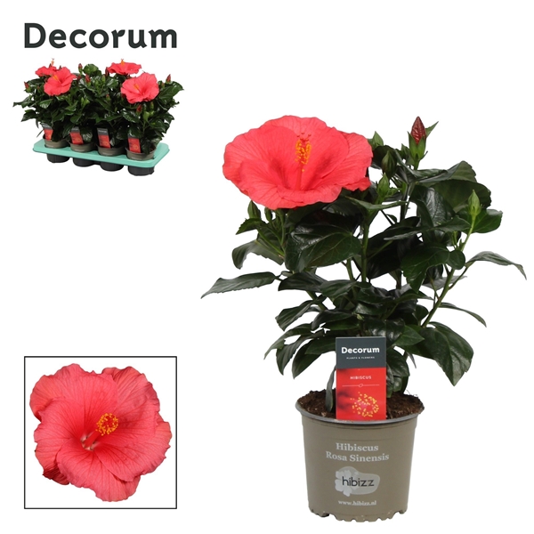 Hibiscus Sinensis Kandy Rosa