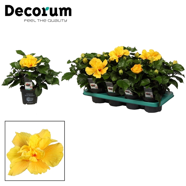 Hibiscus Sinensis Koenig Gelb Gefúllt