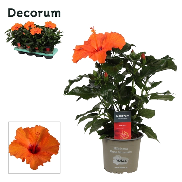 Hibiscus Sinensis Orange
