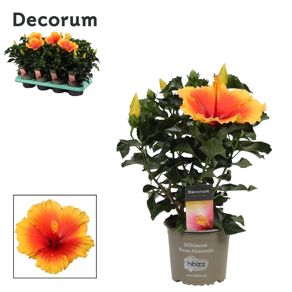 Hibiscus Sinensis Salsa bicolor Orange Rot