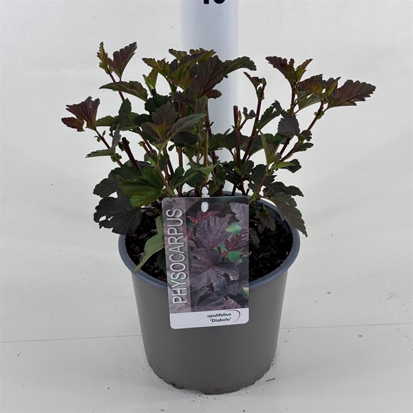 Physocarpus Opulifolius Diabolo