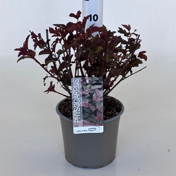 Physocarpus Opulifolius Lady in Red