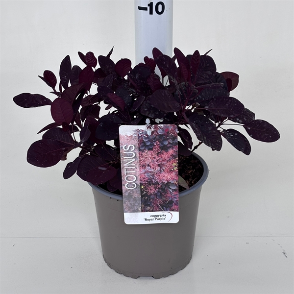 Cotinus Coggygria Royal Purple