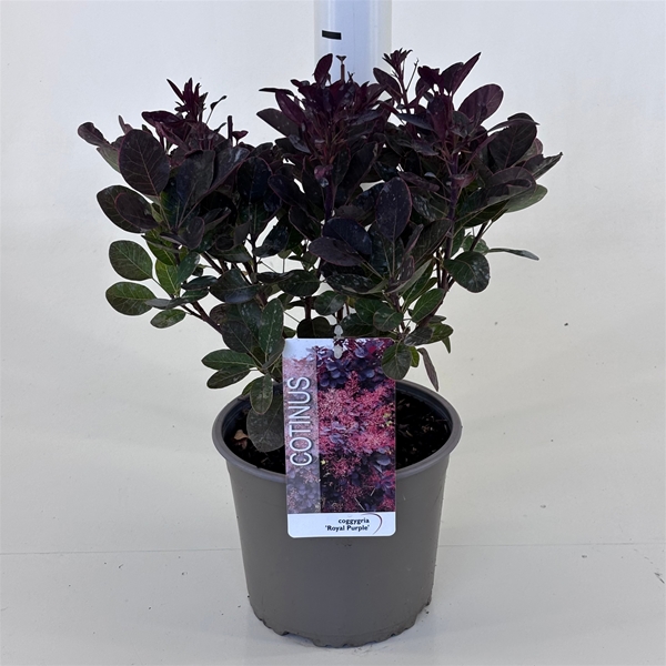 Cotinus Coggygria Royal Purple