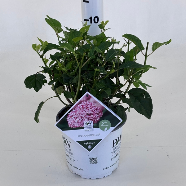 Hydrangea Pink Annabelle