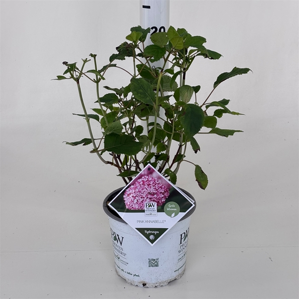Hydrangea Pink Annabelle