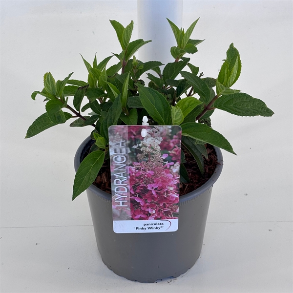 Hydrangea Paniculata Pinky Winky