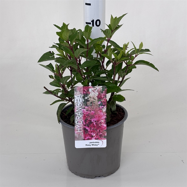 Hydrangea Paniculata Pinky Winky