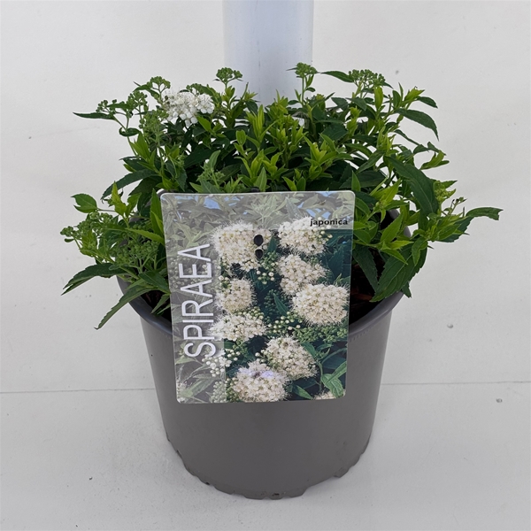 Spiraea Japonica Albiflora