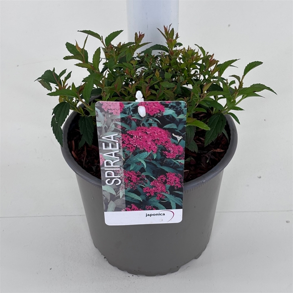 Spiraea Japonica Anthony Waterer