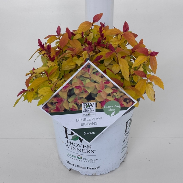 Spiraea x Tracy Double Play Big Bang